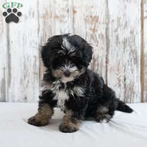 Jackson, Mini Bernedoodle Puppy