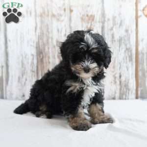 Jackson, Mini Bernedoodle Puppy