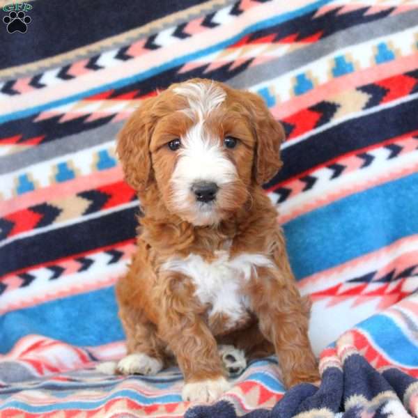 Jacob, Mini Labradoodle Puppy