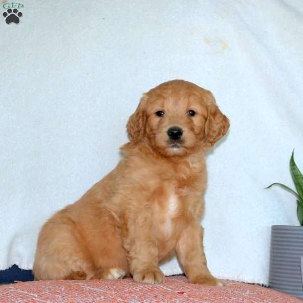 Jade, Goldendoodle Puppy