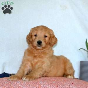 Jade, Goldendoodle Puppy