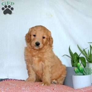 Jade, Goldendoodle Puppy