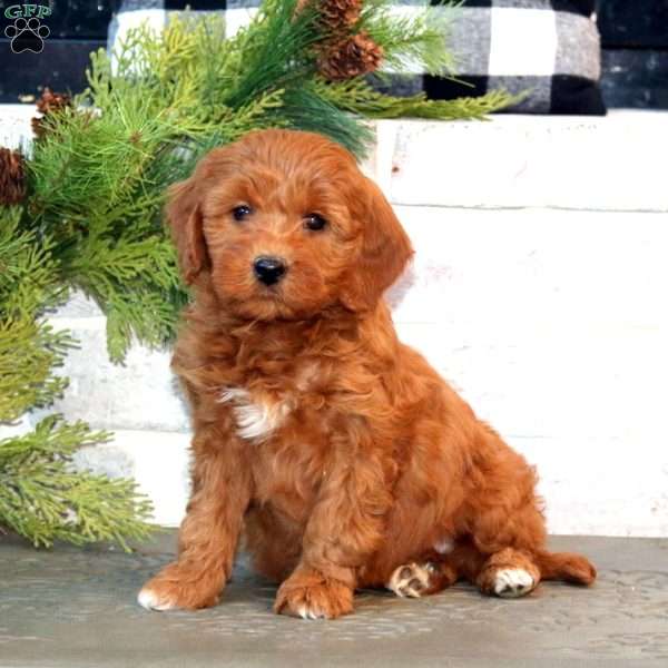 Jade-F1B, Mini Goldendoodle Puppy