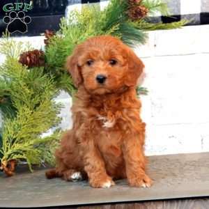 Jade-F1B, Mini Goldendoodle Puppy