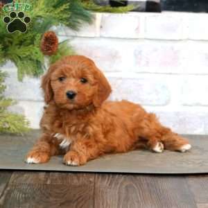 Jade-F1B, Mini Goldendoodle Puppy