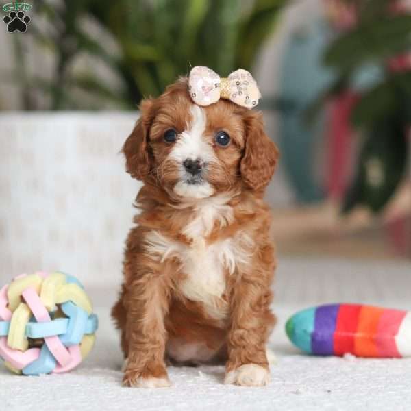 Jade, Cavapoo Puppy