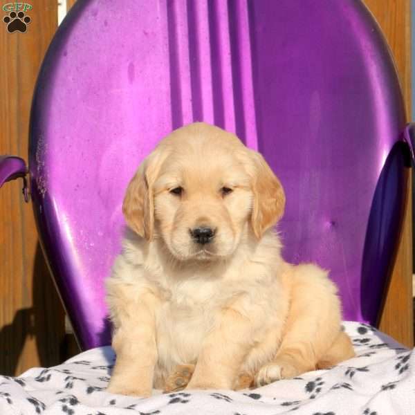 Jagger, Golden Retriever Puppy