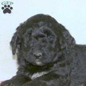 Jake, Goldendoodle Puppy