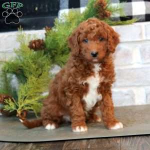 Jake-F1B, Mini Goldendoodle Puppy