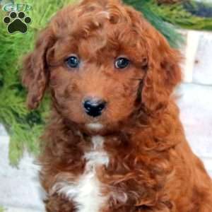 Jake-F1B, Mini Goldendoodle Puppy