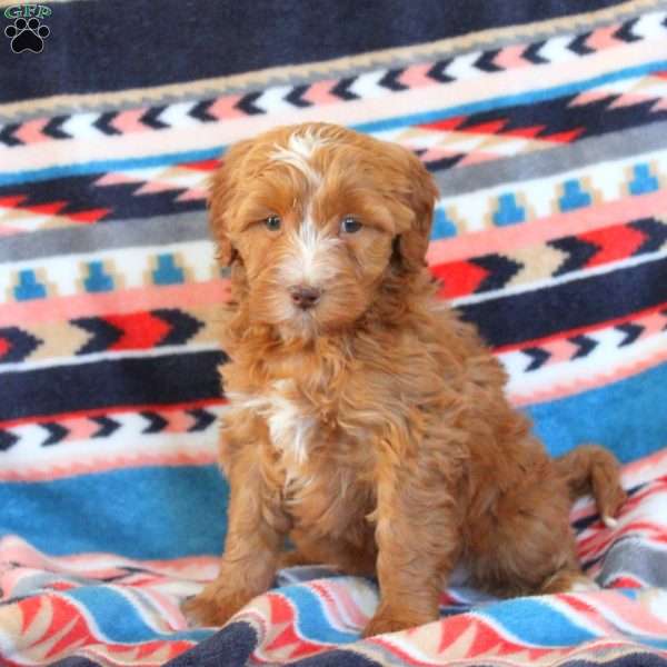 James, Mini Labradoodle Puppy