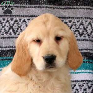 Jamie, Golden Retriever Puppy