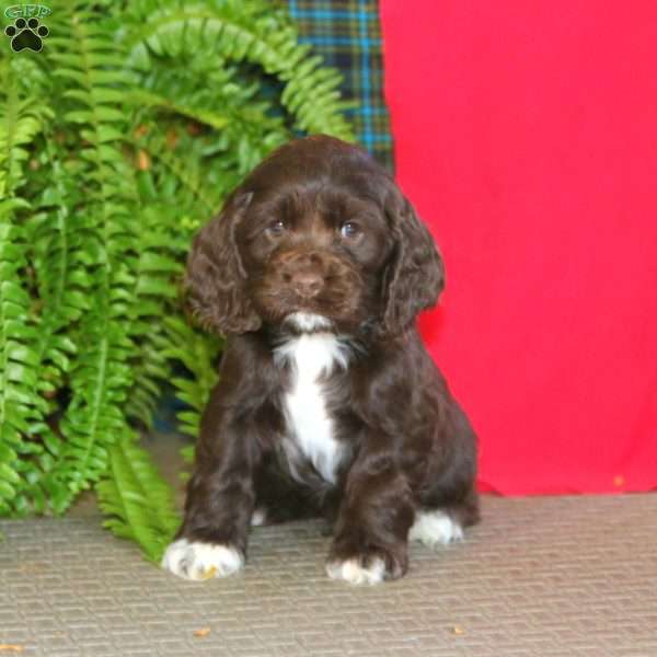 Jamie, Cocker Spaniel Puppy