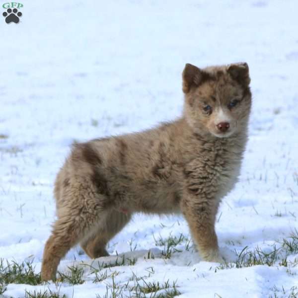 Jamie, Pomsky Puppy