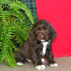 Jamie, Cocker Spaniel Puppy