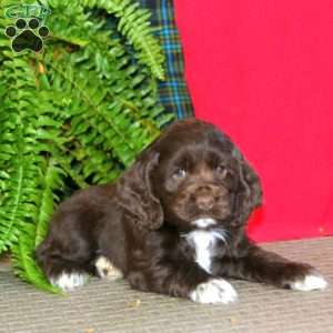 Jamie, Cocker Spaniel Puppy