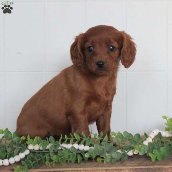 Jana, Cavapoo Puppy