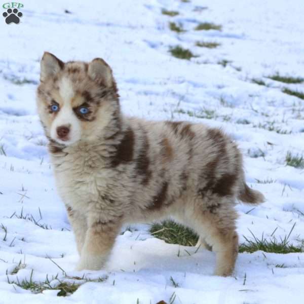 Janae, Pomsky Puppy