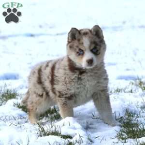 Janae, Pomsky Puppy