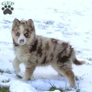 Janae, Pomsky Puppy