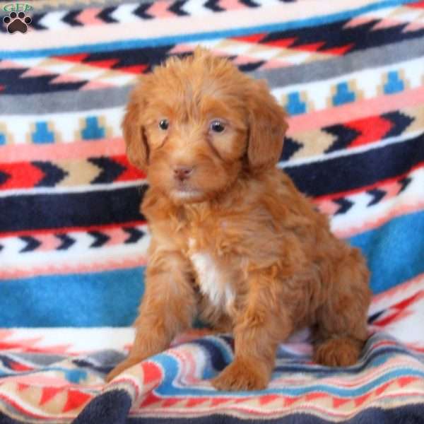 Jane, Mini Labradoodle Puppy