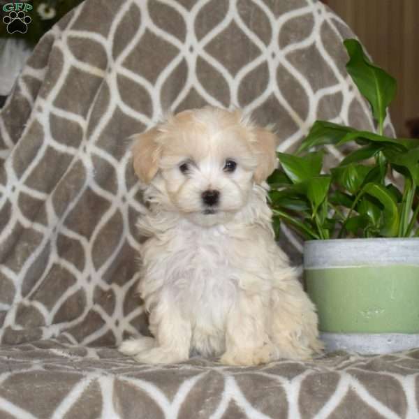 Jasmine, Maltipoo Puppy