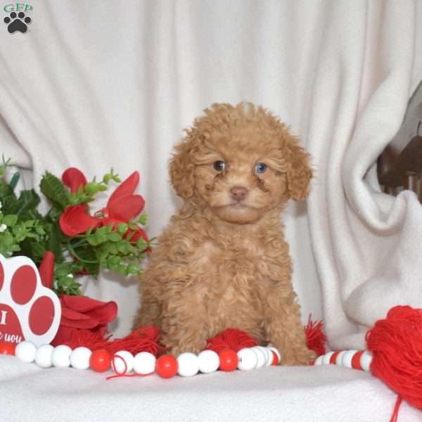 Jasmine, Miniature Poodle Puppy