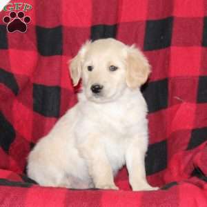 Jasper, Mini Goldendoodle Puppy