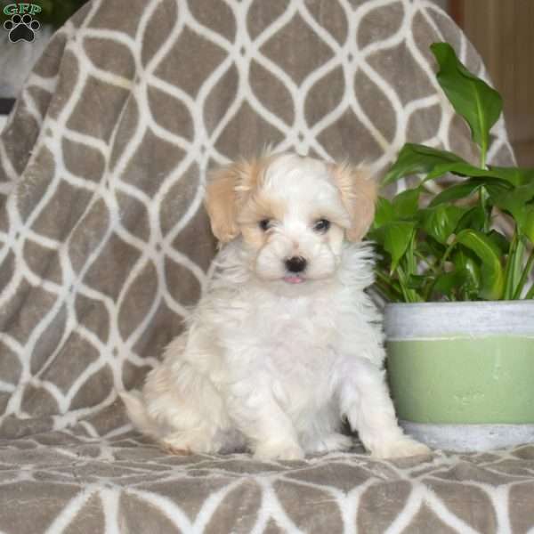 Jasper, Maltipoo Puppy