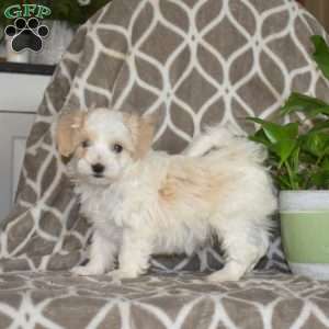 Jasper, Maltipoo Puppy