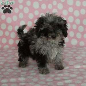 Jasper, Mini Goldendoodle Puppy