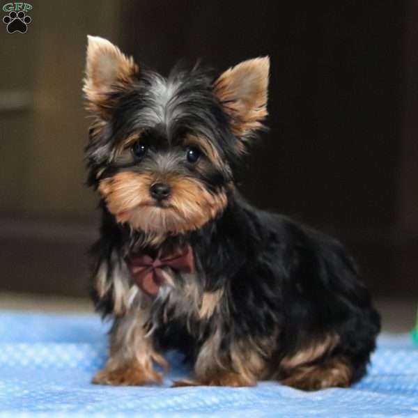 Jax, Yorkie Puppy