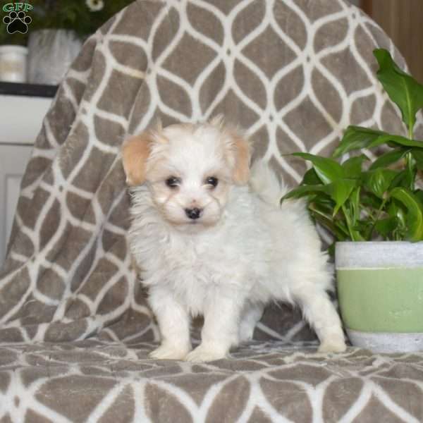 Jax, Maltipoo Puppy