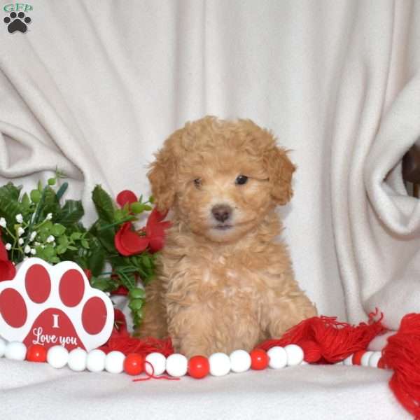 Jax, Miniature Poodle Puppy