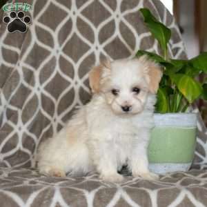 Jax, Maltipoo Puppy