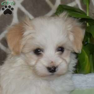 Jax, Maltipoo Puppy