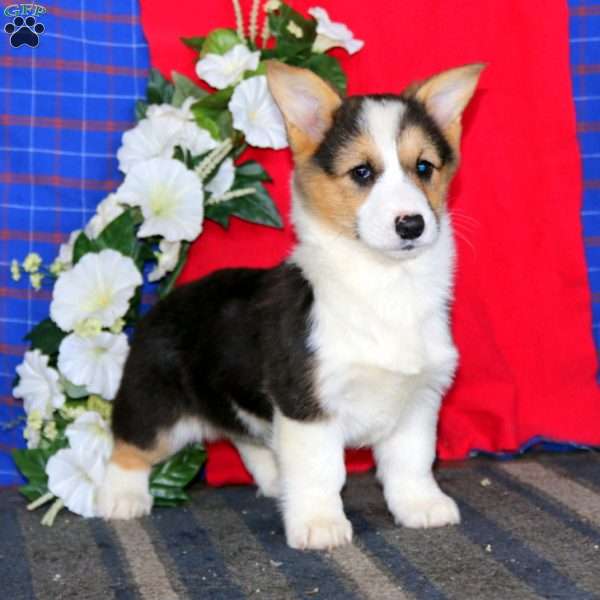 Jayda, Pembroke Welsh Corgi Puppy