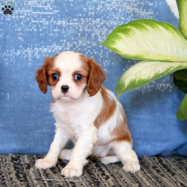 Jayda, Cavalier King Charles Spaniel Puppy