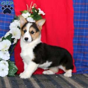 Jayda, Pembroke Welsh Corgi Puppy