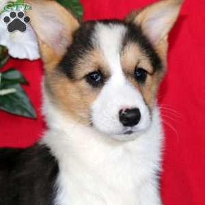 Jayda, Pembroke Welsh Corgi Puppy