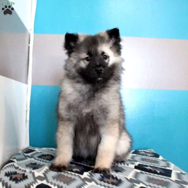 Jeffrey, Keeshond Puppy