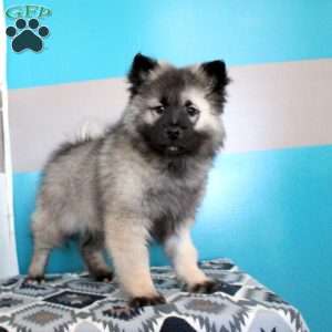 Jeffrey, Keeshond Puppy