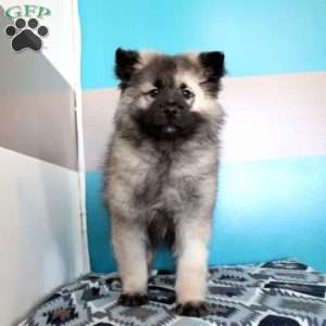 Jeffrey, Keeshond Puppy