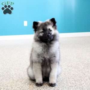 Jeffrey, Keeshond Puppy