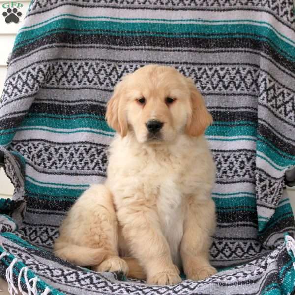 Jellybean, Golden Retriever Puppy