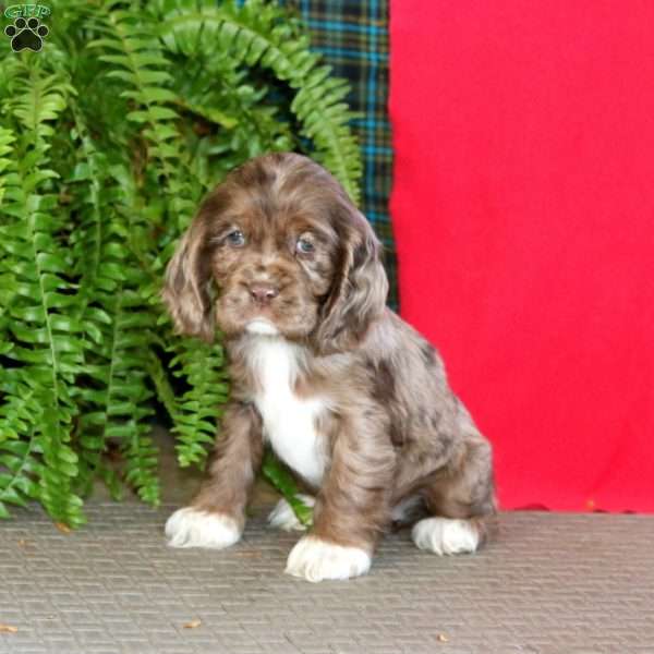 Jem, Cocker Spaniel Puppy