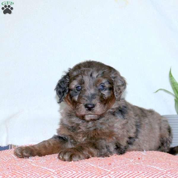 Jenna, Goldendoodle Puppy