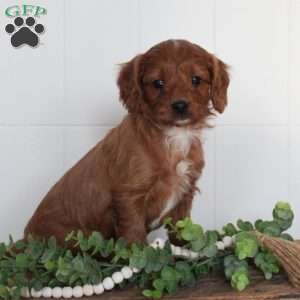 Jenna, Cavapoo Puppy