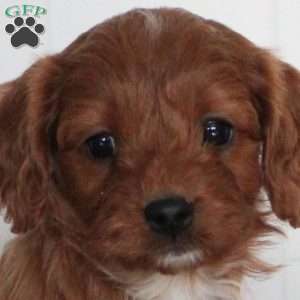 Jenna, Cavapoo Puppy