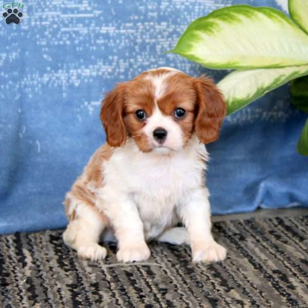 Jenna, Cavalier King Charles Spaniel Puppy